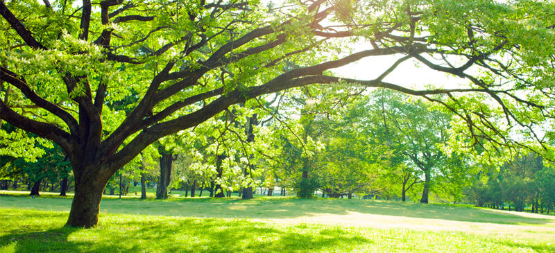 Homepage Parks And Rec 800x365